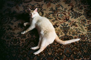 kot na dywanie